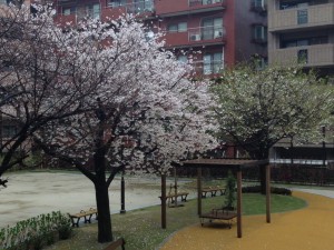 写真 2014-03-26 10 26 49